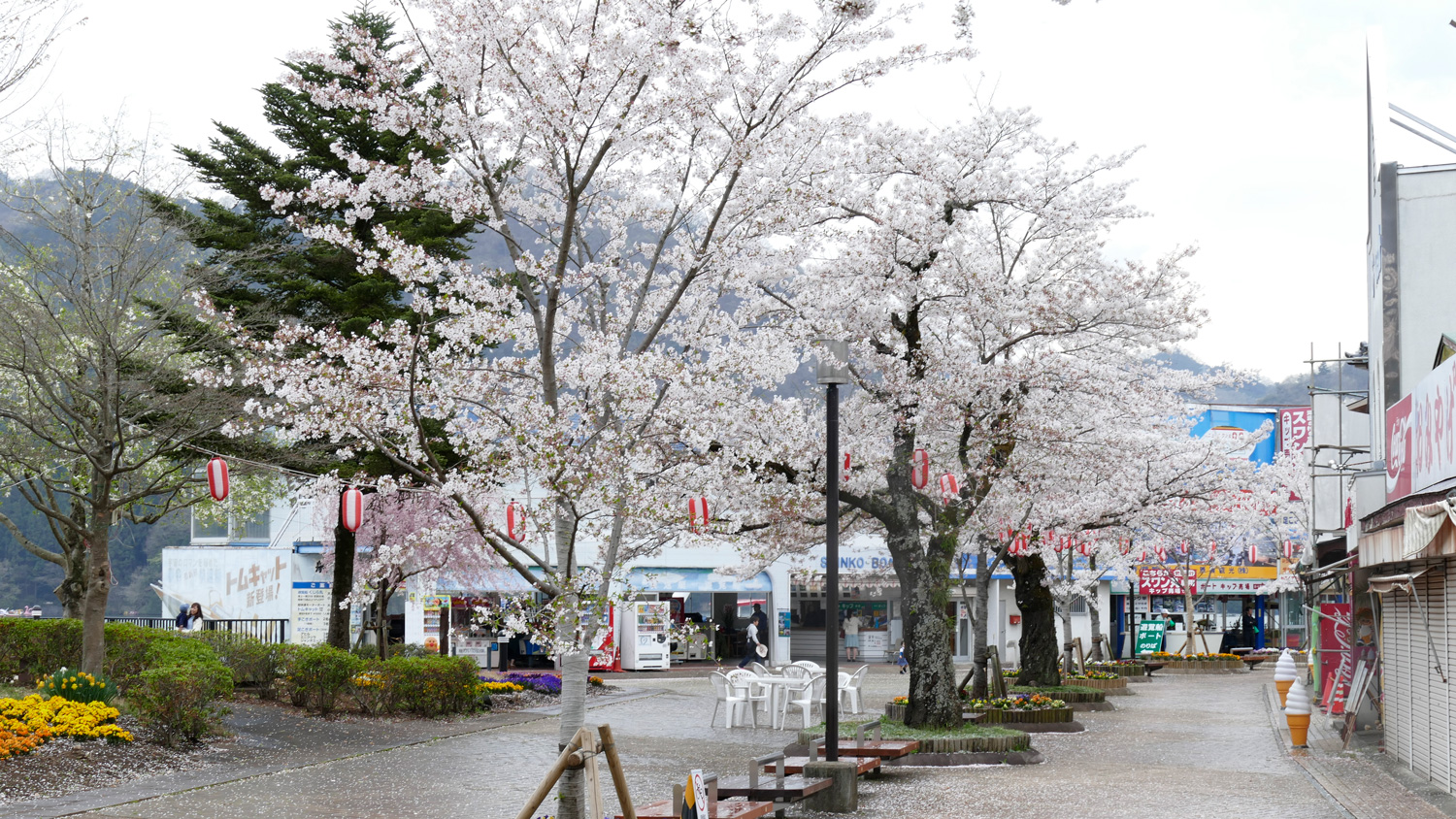 相模湖　桜