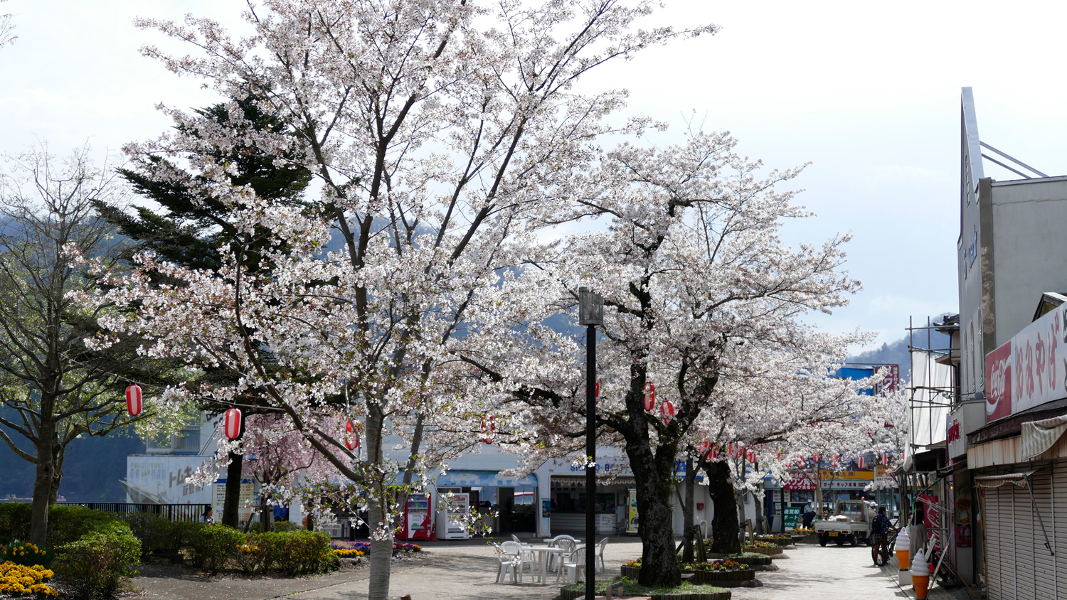 相模湖　桜