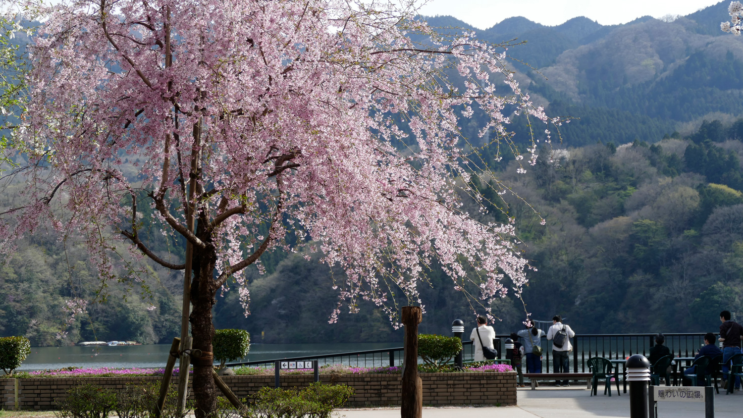 相模湖　桜